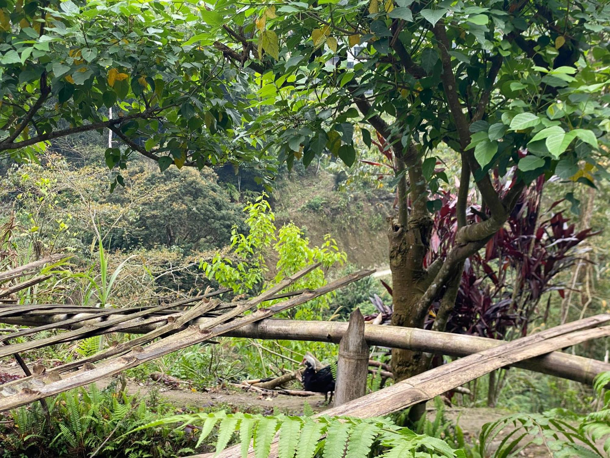 Bikki'S Jungle Homestay Ha Giang Kültér fotó